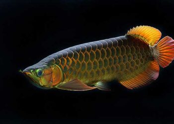 Kỹ thuật nhân giống cá rồng: Bí mật của người chơi cá