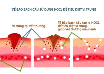 HOCL là gì? Giải Pháp Khử Trùng An Toàn và Hiệu Quả