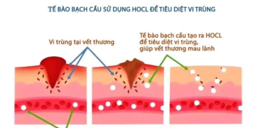 HOCL là gì? Giải Pháp Khử Trùng An Toàn và Hiệu Quả